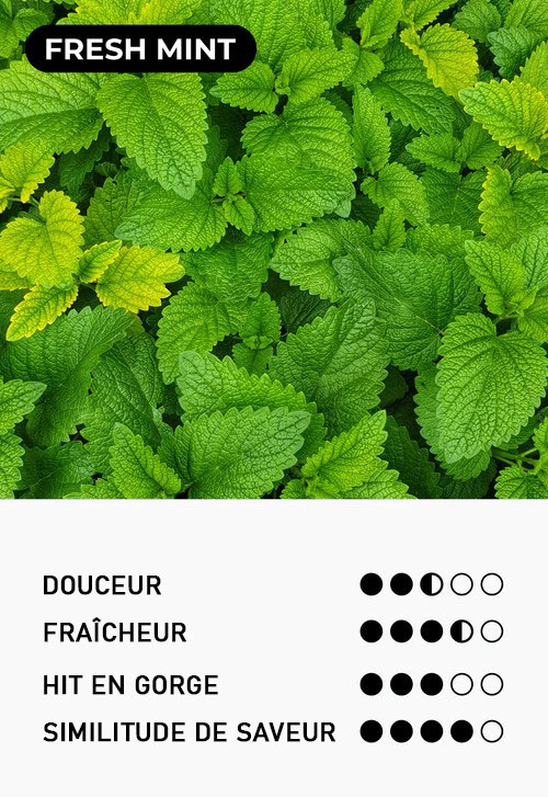 Information sur la saveur Fresh Mint par Moti Pop